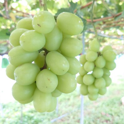 《先行受付》シャインマスカット 約1.2kg (約600g×2房) F4D-0075