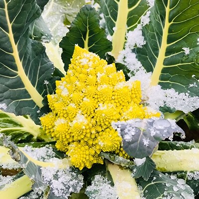 西会津ミネラル野菜セット定期便(大)2回