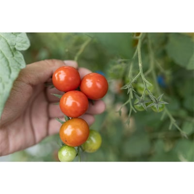 西会津野菜セット定期便(小)10回 F4D-1406