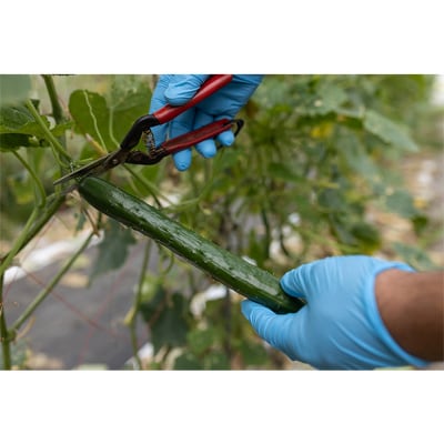 西会津野菜セット定期便(小)10回 F4D-1406