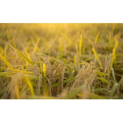 令和7年産 減農薬・有機肥料栽培コシヒカリ 玄米 5kg F4D-2195