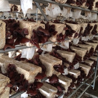 <特選>西会津産 乾燥きくらげ 小セット(黒15g×5袋)  F4D-2259