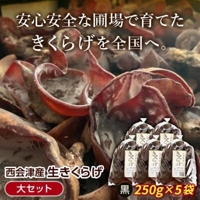 《期間限定》西会津産 生きくらげ 大セット (黒250g×5袋)  F4D-2263