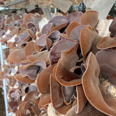 《期間限定》西会津産 生きくらげ 小セット (黒200g×4パック)  F4D-2262