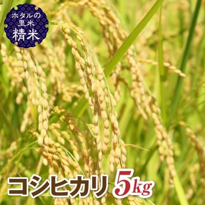 令和7年産【ホタルの里米】コシヒカリ精米5kg F4D-1843