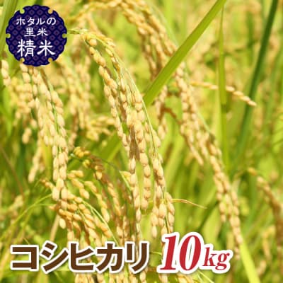 令和7年産【ホタルの里米】コシヒカリ精米10kg F4D-1867
