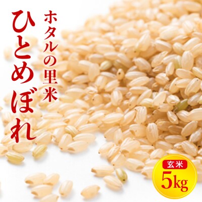 令和8年産【ホタルの里米】ひとめぼれ玄米5kg F4D-2316