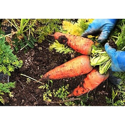 春夏の会津発季節の野菜だより (大) F4D-1408