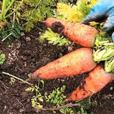 秋冬の会津発季節の野菜だより (大) F4D-1410