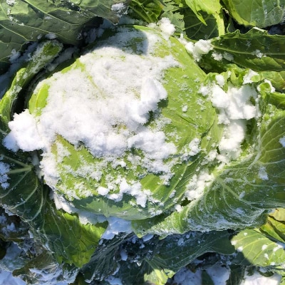 秋冬の会津発季節の野菜だより (大) F4D-1410