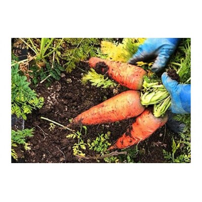 秋冬の会津発季節の野菜だより (大) F4D-1410