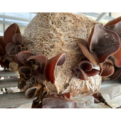 <特選>西会津産 乾燥きくらげ 大セット(黒100g×4袋) F4D-2261