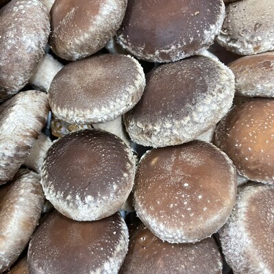 《数量限定》 2026年秋発送!贈答用 会津の恵み 生しいたけ1kg  F4D-2264