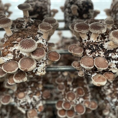 《数量限定》 2026年秋発送!贈答用 会津の恵み 生しいたけ1kg  F4D-2264