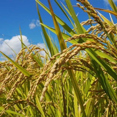 令和7年産米 西会津産米 至福米コシヒカリ 玄米 2kg F4D-2121