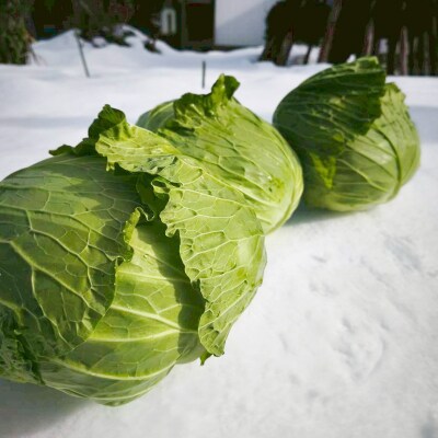 甘みたっぷり 雪下キャベツ 約2kg 野菜 キャベツ 食品 西会津 F4D-2175