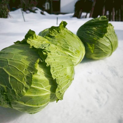 甘みたっぷり 雪下キャベツ 約2kg 野菜 キャベツ 食品 西会津 F4D-2175