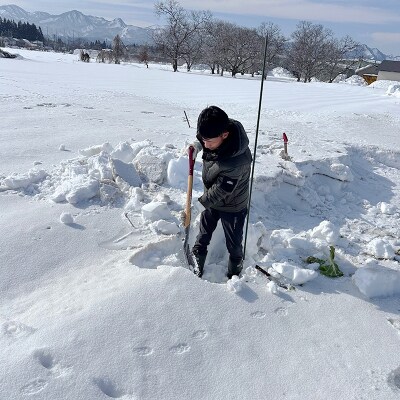 甘みたっぷり 雪下キャベツ 約2kg 野菜 キャベツ 食品 西会津 F4D-2175