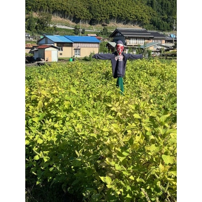 生えごま油