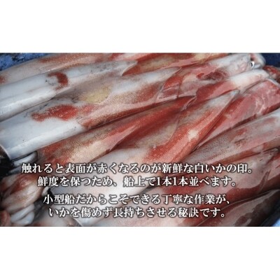 便利な個包装 高級朝どれ白いか丸ごと3本セット ぜひお刺身で お礼品詳細 ふるさと納税なら さとふる