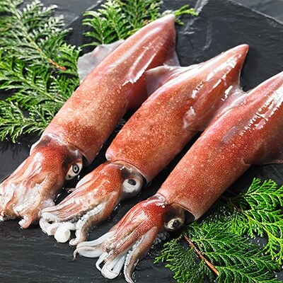 【ふるさと納税】海士のいか詰め合わせセット