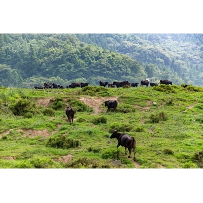  幻の隠岐牛 上カルビ 焼肉用500g 