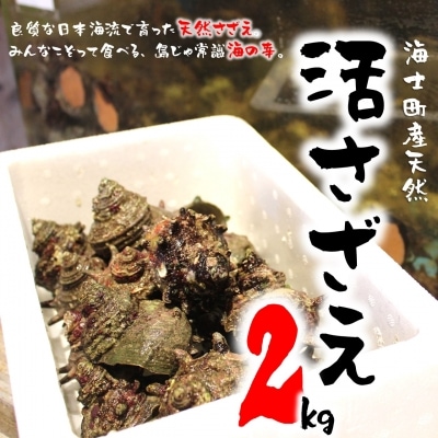 【ふるさと納税】【先行受付:7月以降順次発送】島獲れ活さざえ2kg 新鮮 BBQ