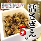 【ふるさと納税】【8月下旬以降順次発送】 島獲れ活さざえ5kg 新鮮 BBQ