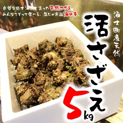 【ふるさと納税】【先行受付:7月以降順次発送】 島獲れ活さざえ5kg 新鮮 BBQ