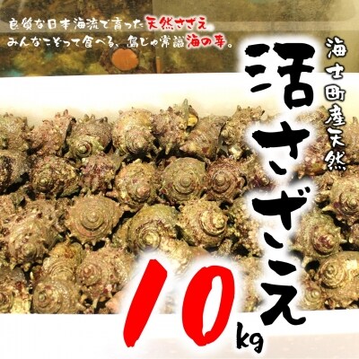 島獲れ 活さざえ 10kg 刺身