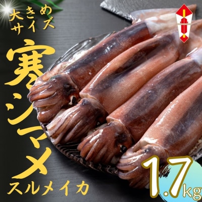 のし付 【朝どれ寒シマメ 大サイズ 5～6杯】1.7kg以上 いか イカ スルメイカ