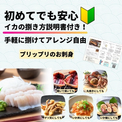 のし付 【朝どれ寒シマメ 大サイズ 5～6杯】1.7kg以上 いか イカ スルメイカ