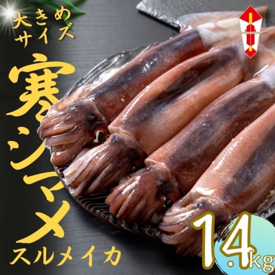 のし付【朝どれ寒シマメ 大サイズ 4～5杯】1.4kg～1.6kg いか イカ スルメイカ 寒シマメ