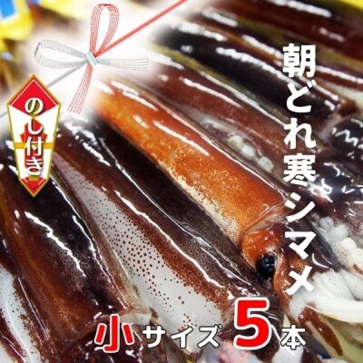 【のし付き】スルメイカ 小サイズ 160-200g×5杯 朝どれ鮮度 CAS冷凍 個包装