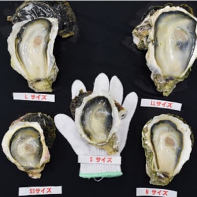 【ふるさと納税】最旬にお届け! 生のブランドいわがき春香 Lサイズ9個　※4月17日までの期間限定