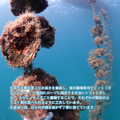 【いわがき春香】 殻付きSサイズ 5個