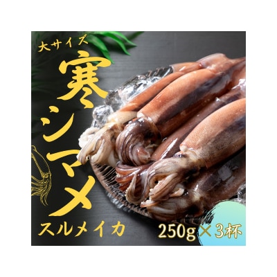 【朝どれ寒シマメ 丸ごと3杯セット】250g×3杯 