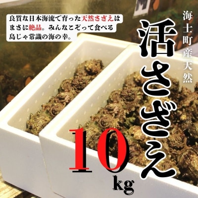 【ふるさと納税】【入荷次第順次発送】島獲れ活さざえ10kg 新鮮 BBQ