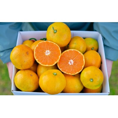 【期間限定】崎地区の崎みかん Lサイズ 5kg 約40個 期間限定 11月下旬より発送開始