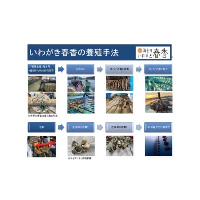 先行予約受付:【2026年 3月以降順次お届け】【生のいわがき Mサイズ6個】岩牡蠣　生牡蠣