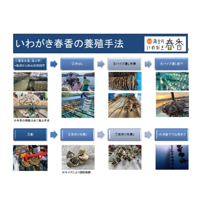 先行予約受付再開中:【2026年3月中旬以降順次お届け】【生のいわがき Lサイズ6個】岩牡蠣 生牡蠣