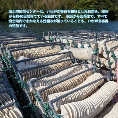 【先行販売受付中:いわがき春香 殻付き 1kg Sサイズ5個】 岩牡蠣 生食可 冷凍 牡蛎 牡蠣