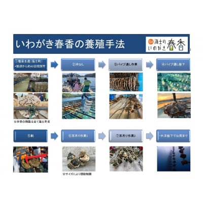 【肉厚!】いわがき春香 6個|1.2kg 手のひらサイズの極上岩牡蠣(生食可)