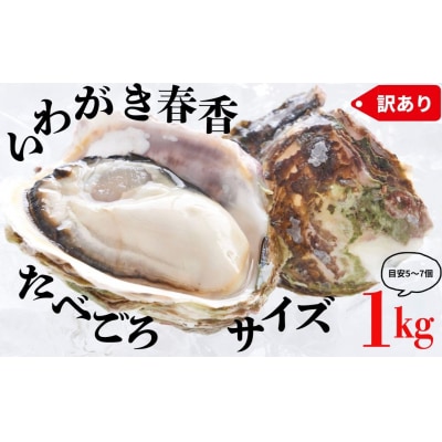 【ブランドいわがき春香】【訳あり】食べごろサイズ 1kgセット 春香 牡蠣 牡蛎 いわがき 岩牡蠣 