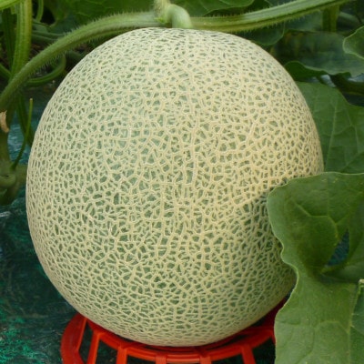 富良野メロン 赤肉 大玉 1玉入(2kg～2.5kg)〈長沢農園〉