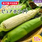 北海道富良野産生で食べられる 白いトウモロコシ　ピュアホワイト10本入り