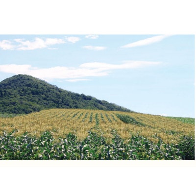 【2025年発送】北海道富良野産　生で食べられるとうもろこし　ゴールドラッシュ　10本入り