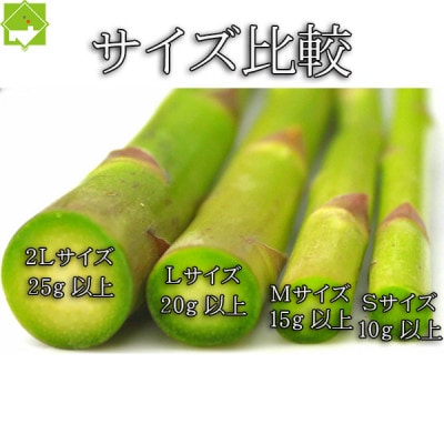 2026年先行予約　生で食べられるアスパラ 北海道富良野産 グリーンアスパラ Mサイズ 2kg