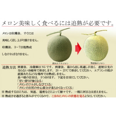 富良野メロン 1.3kg以上×2玉入り 赤肉