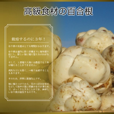 北海道 富良野産　百合根(ゆりね) 1kg 訳あり